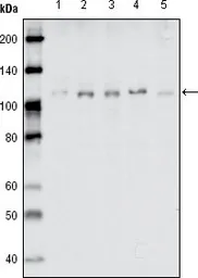 Anti-EphB1 antibody [5F10A4] used in Western Blot (WB). GTX83049