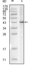 Anti-Influenza B virus Nucleoprotein antibody [1A2A11] used in Western Blot (WB). GTX83053