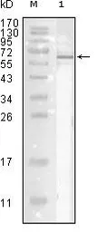 Anti-Influenza A virus Nucleoprotein antibody [9C11] used in Western Blot (WB). GTX83054