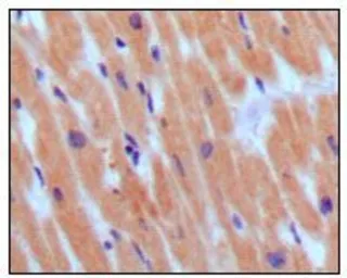 Anti-BNP antibody [3A6F7C7] used in IHC (Paraffin sections) (IHC-P). GTX83059