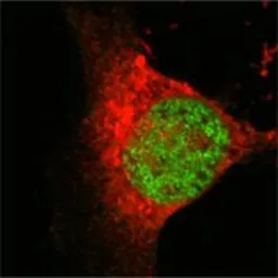 Anti-MYST1 antibody [8C4C4] used in Immunocytochemistry/ Immunofluorescence (ICC/IF). GTX83065