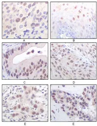 Anti-MYST1 antibody [8C4C4] used in IHC (Paraffin sections) (IHC-P). GTX83065