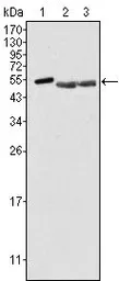 Anti-Brk antibody [2H12B8] used in Western Blot (WB). GTX83073