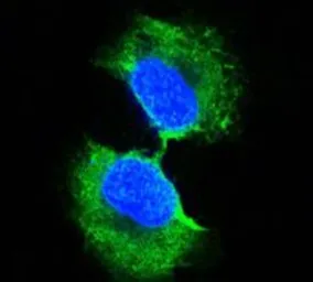 Anti-GSTP1 antibody [3F2C2] used in Immunocytochemistry/ Immunofluorescence (ICC/IF). GTX83077