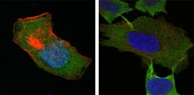Anti-GSTP1 antibody [3F2C2] used in Immunocytochemistry/ Immunofluorescence (ICC/IF). GTX83077