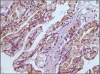 Anti-GSTP1 antibody [3F2C2] used in IHC (Paraffin sections) (IHC-P). GTX83077