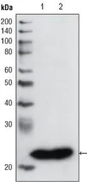 Anti-GSTP1 antibody [3F2C2] used in Western Blot (WB). GTX83077