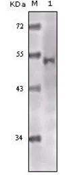 Anti-TIP60 antibody [3F9] used in Western Blot (WB). GTX83081