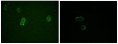 Anti-Apolipoprotein M antibody [10C3G5] used in Immunocytochemistry/ Immunofluorescence (ICC/IF). GTX83082