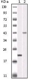 Anti-Aurora B antibody [13E8D3] used in Western Blot (WB). GTX83084