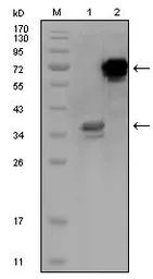 Anti-HPS1 antibody [5G12G2] used in Western Blot (WB). GTX83090