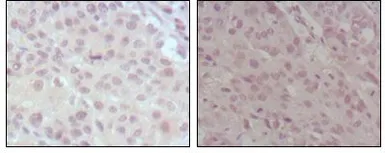 Anti-MLL antibody [10F8D7] used in IHC (Paraffin sections) (IHC-P). GTX83091