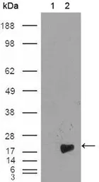 Anti-Survivin antibody [2H5H2] used in Western Blot (WB). GTX83094