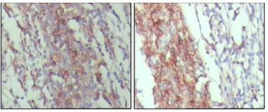 Anti-CD45 antibody [4A8A4C7A2] used in IHC (Paraffin sections) (IHC-P). GTX83098