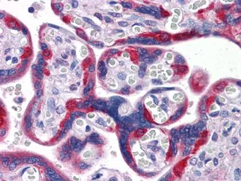 Anti-PEG10 antibody [4C10A7] used in IHC (Paraffin sections) (IHC-P). GTX83100