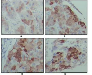 Anti-PEG10 antibody [4C10A7] used in IHC (Paraffin sections) (IHC-P). GTX83100