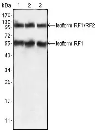 Anti-PEG10 antibody [4C10A7] used in Western Blot (WB). GTX83100
