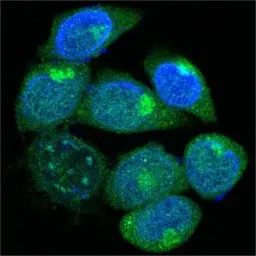 Anti-PEG10 antibody [1B1C4] used in Immunocytochemistry/ Immunofluorescence (ICC/IF). GTX83101
