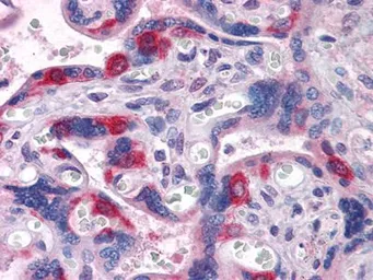 Anti-PEG10 antibody [1B1C4] used in IHC (Paraffin sections) (IHC-P). GTX83101