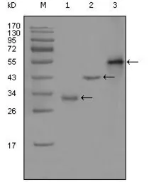 Anti-PEG10 antibody [1B1C4] used in Western Blot (WB). GTX83101