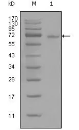 Anti-STAT3 antibody [7G3H4] used in Western Blot (WB). GTX83103