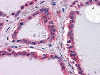 Anti-Laminin beta 1 antibody [2D9G5] used in IHC (Paraffin sections) (IHC-P). GTX83109