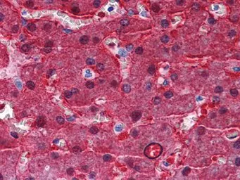 Anti-BHMT antibody [8C11H5] used in IHC (Paraffin sections) (IHC-P). GTX83111