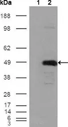 Anti-BHMT antibody [8C11H5] used in Western Blot (WB). GTX83111