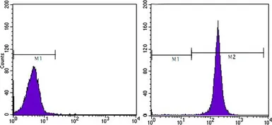 Anti-CD44 antibody [8E2F3] used in Flow cytometry (FCM). GTX83114