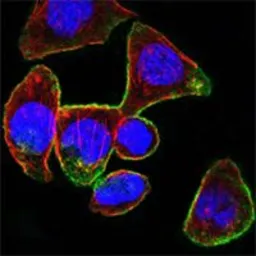 Anti-CD44 antibody [8E2F3] used in Immunocytochemistry/ Immunofluorescence (ICC/IF). GTX83114