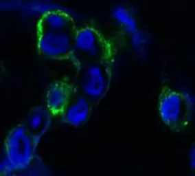 Anti-EphB4 antibody [5B5] used in Immunocytochemistry/ Immunofluorescence (ICC/IF). GTX83117