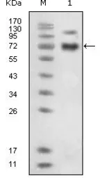 Anti-EphB4 antibody [5B5] used in Western Blot (WB). GTX83117