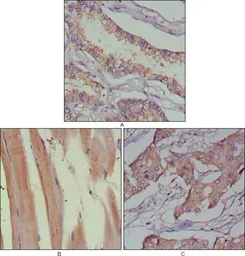 Anti-MUSK antibody [10A4] used in IHC (Paraffin sections) (IHC-P). GTX83118
