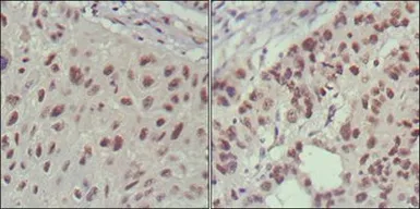 Anti-Islet 1 antibody [1H9] used in IHC (Paraffin sections) (IHC-P). GTX83121