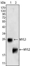 Anti-Myosin Light Chain 3 antibody [7C1] used in Western Blot (WB). GTX83122