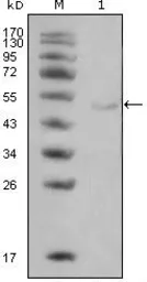 Anti-LPL antibody [2C5] used in Western Blot (WB). GTX83126