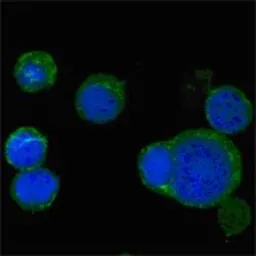 Anti-Wnt5a antibody [6F2] used in Immunocytochemistry/ Immunofluorescence (ICC/IF). GTX83127