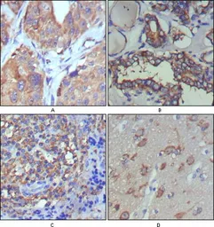 Anti-Wnt5a antibody [6F2] used in IHC (Paraffin sections) (IHC-P). GTX83127