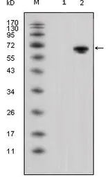 Anti-Wnt5a antibody [6F2] used in Western Blot (WB). GTX83127