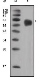 Anti-FGFR4 antibody [7H1] used in Western Blot (WB). GTX83129
