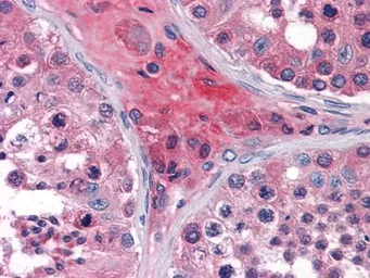 Anti-Apolipoprotein O antibody [2F1] used in IHC (Paraffin sections) (IHC-P). GTX83136