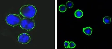 Anti-CD37 antibody [2B8] used in Immunocytochemistry/ Immunofluorescence (ICC/IF). GTX83137