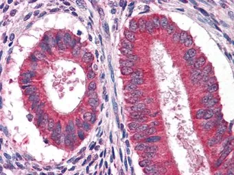 Anti-EGF antibody [9D7F11] used in IHC (Paraffin sections) (IHC-P). GTX83138