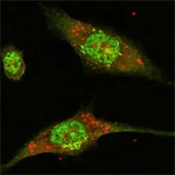 Anti-ERK2 antibody [4C11] used in Immunocytochemistry/ Immunofluorescence (ICC/IF). GTX83148