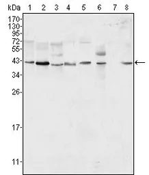 Anti-ERK2 antibody [4C11] used in Western Blot (WB). GTX83148