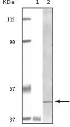 Anti-BLK antibody [9D10B7] used in Western Blot (WB). GTX83154