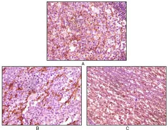 Anti-Dynamin 1 antibody [3G4B6] used in IHC (Paraffin sections) (IHC-P). GTX83158