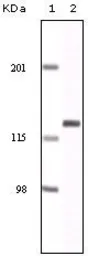 Anti-EphA2 antibody [1B3C7] used in Western Blot (WB). GTX83159