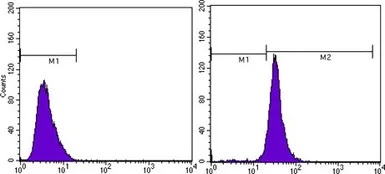 Anti-beta Actin antibody [8H10D10] used in Flow cytometry (FCM). GTX83163