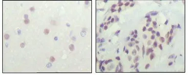 Anti-NCOR1 antibody [7A7A9] used in IHC (Paraffin sections) (IHC-P). GTX83168